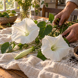 Moonflower Heirloom Seeds harvest up close