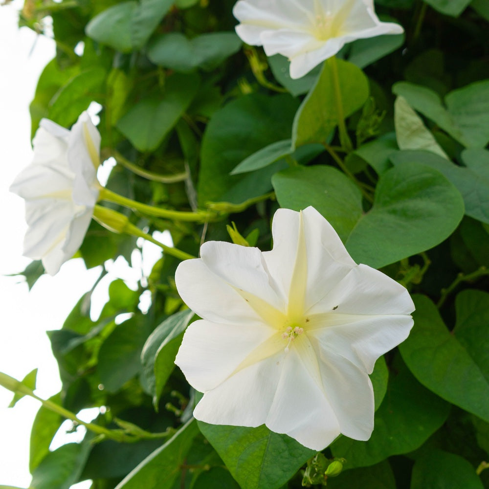 Seed packet for moonflower heirloom seeds