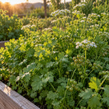 Moroccan Cilantro and Coriander Seeds growing in a home garden