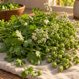 Moroccan Cilantro and Coriander Seeds harvest up close