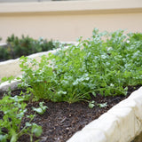 Seed packet for moroccan cilantro and coriander seeds