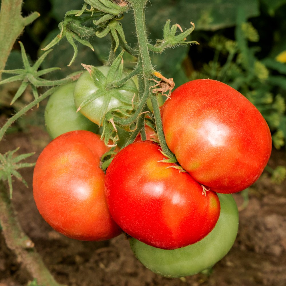 Seed packet for moskvich pole tomato seeds