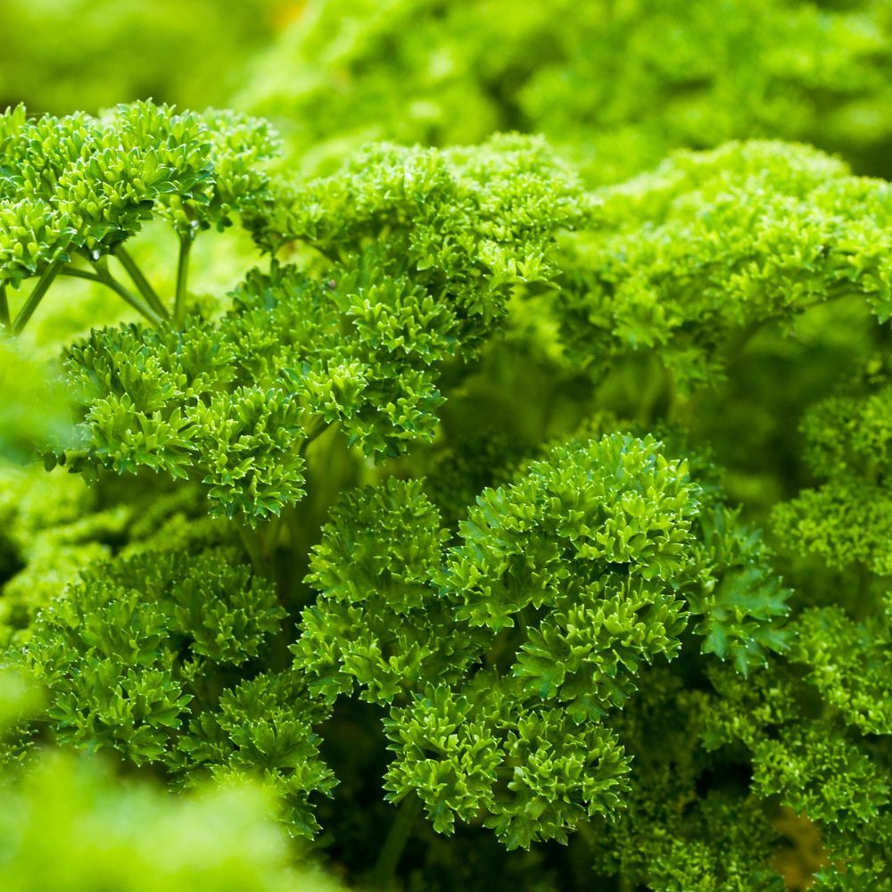 Seed packet for moss curled parsley seeds