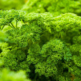 Seed packet for moss curled parsley seeds