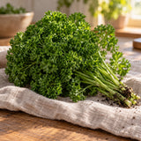 Moss Curled Parsley Seeds harvest up close