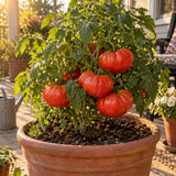 Mountain Merit Bush Tomato Seeds growing in a home garden