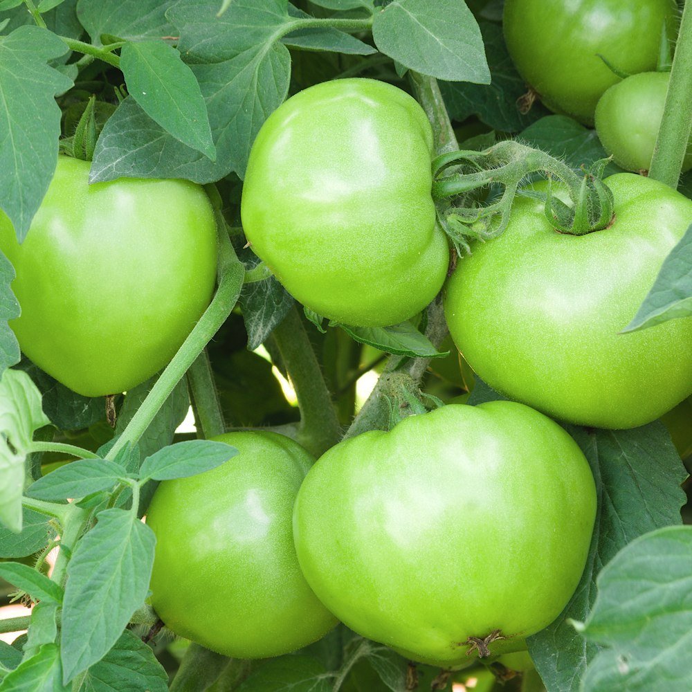 Seed packet for mountain merit bush tomato seeds