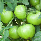 Seed packet for mountain merit bush tomato seeds