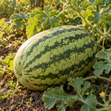 Mountain Sweet Yellow Watermelon Seeds growing in a home garden