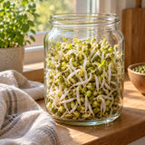 Mung Bean Sprouts Seeds growing in a home garden