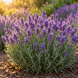 Munstead Lavender Seeds growing in a home garden