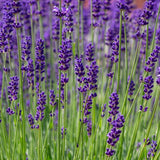 Seed packet for munstead lavender seeds