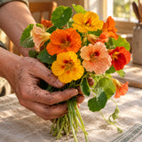 Nasturtium Fiesta Blend Flower Seeds harvest up close