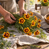 Naughty Marietta French Marigold Seeds harvest up close