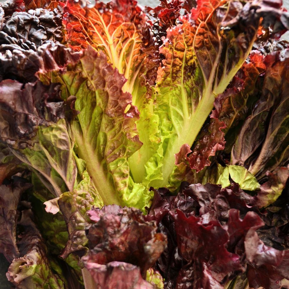 Seed packet for new red fire lettuce seeds