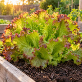 New Red Fire Lettuce Seeds growing in a home garden