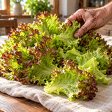 New Red Fire Lettuce Seeds harvest up close