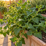 New Zealand Spinach Seeds growing in a home garden
