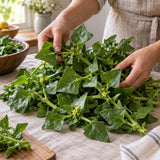 New Zealand Spinach Seeds harvest up close