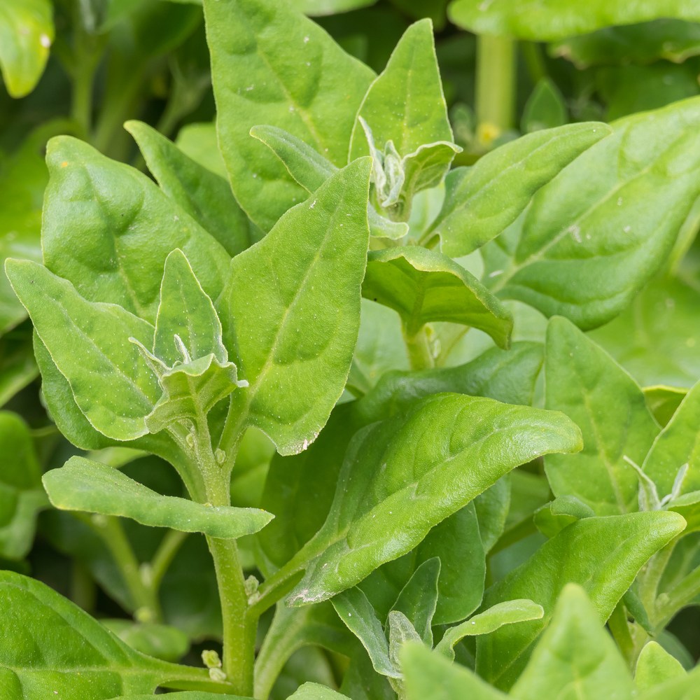 Seed packet for new zealand spinach seeds
