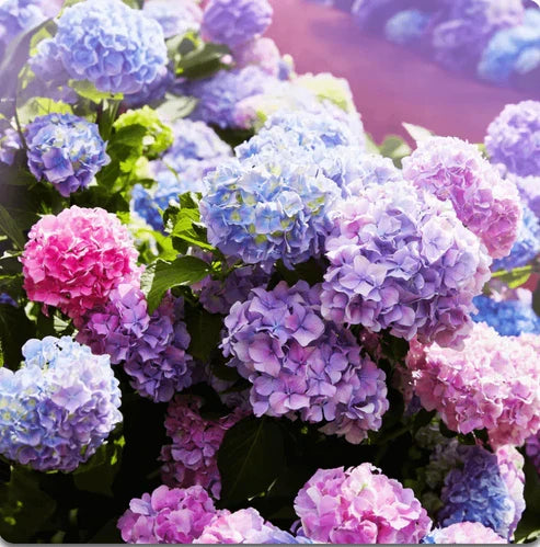 Product photo of hydrangea seeds