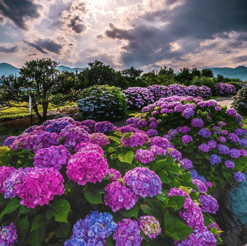 Product photo of hydrangea seeds