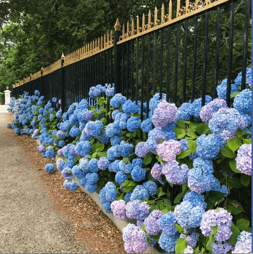 Product photo of hydrangea seeds