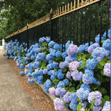 Product photo of hydrangea seeds