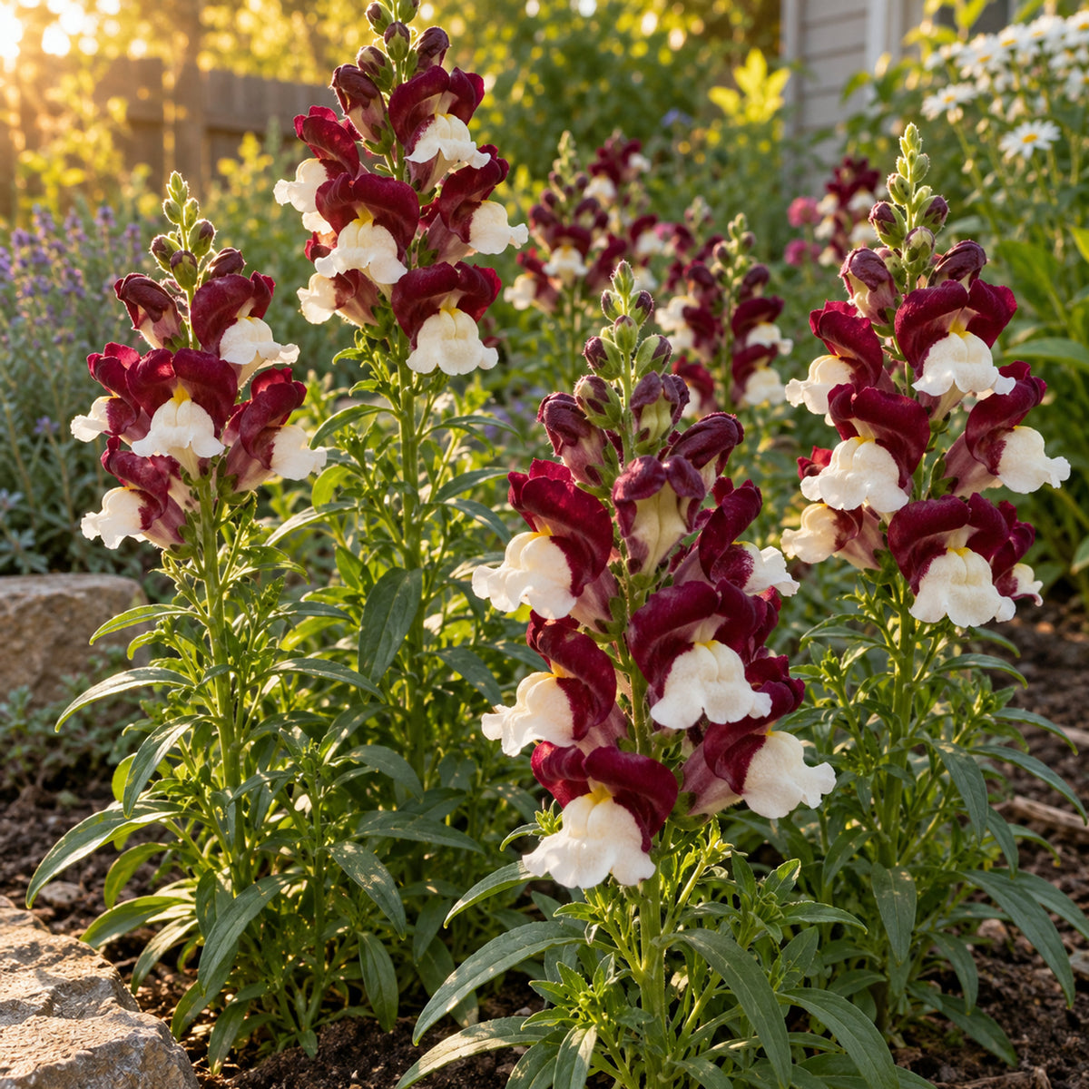 Night and Day Snapdragon Seeds growing in a home garden