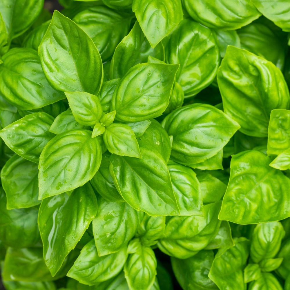Noga Basil seed packet