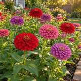 Northern Lights Zinnia Blend Seeds growing in a home garden