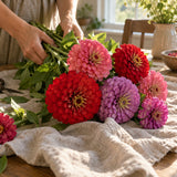 Northern Lights Zinnia Blend Seeds harvest up close