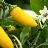 Seed packet for lemon spice jalapeno pepper seeds