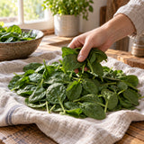 Oceanside Spinach Seeds harvest up close