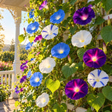 Old and New Morning Glory Mix Seeds growing in a home garden