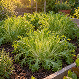 Olesh Tres Fine Endive Seeds growing in a home garden