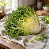 Olesh Tres Fine Endive Seeds harvest up close