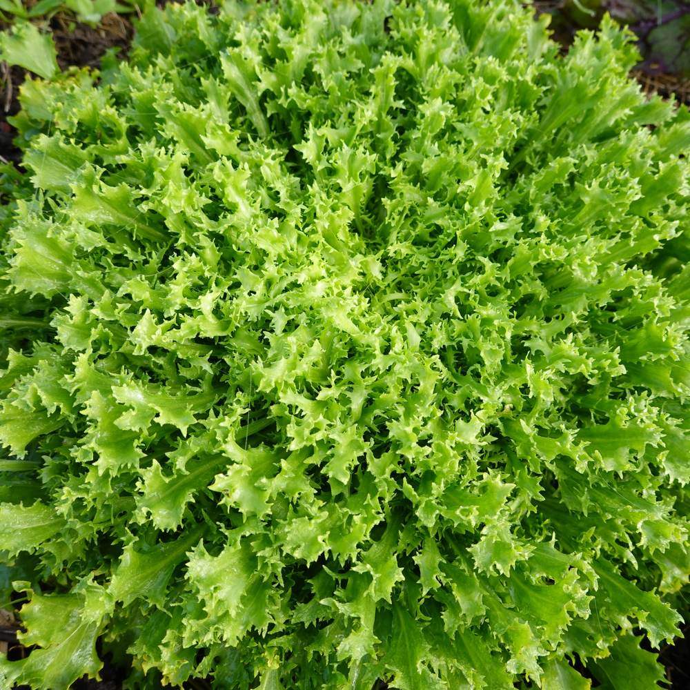 Seed packet for olesh tres fine endive seeds
