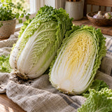 One Kilo Slow Bolt Napa Cabbage Seeds harvest up close