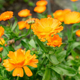 Seed packet for oopsy daisy calendula seeds