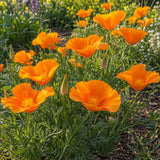Orange California Poppy Seed Shaker growing in a home garden
