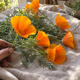 Orange California Poppy Seed Shaker harvest up close
