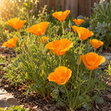 Orange California Poppy Seeds growing in a home garden