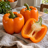 Orange Sun Sweet Pepper Seeds harvest up close