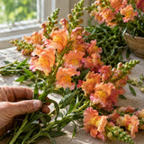 Orange Wonder Snapdragon Seeds harvest up close
