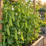 Oregon Sugar Pod II Snow Pea Seeds growing in a home garden