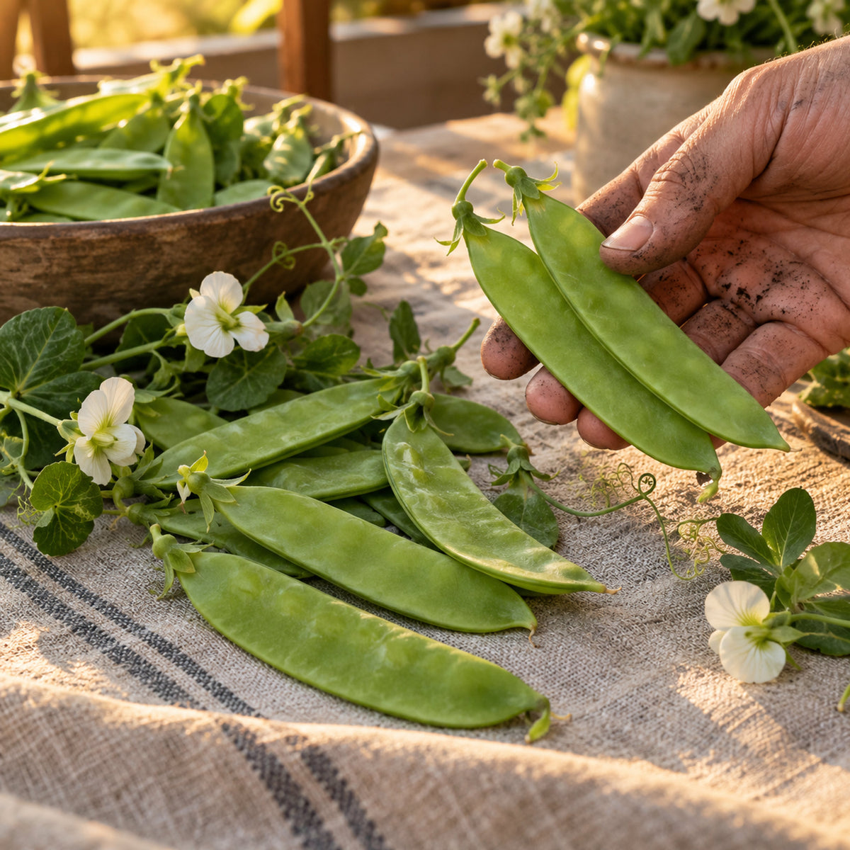 Oregon Sugar Pod II Snow Pea Seeds harvest up close