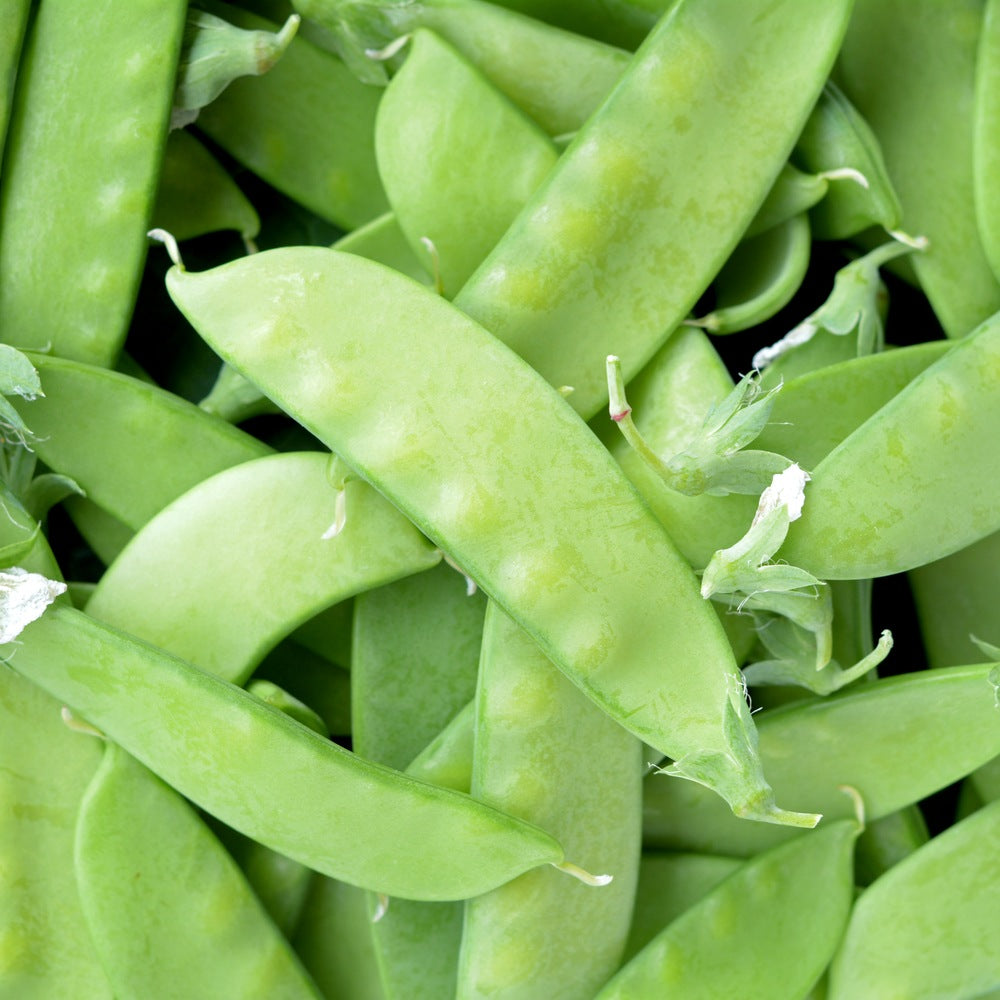 Product image of oregon sugar pod ii snow pea seeds