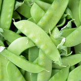 Product image of oregon sugar pod ii snow pea seeds