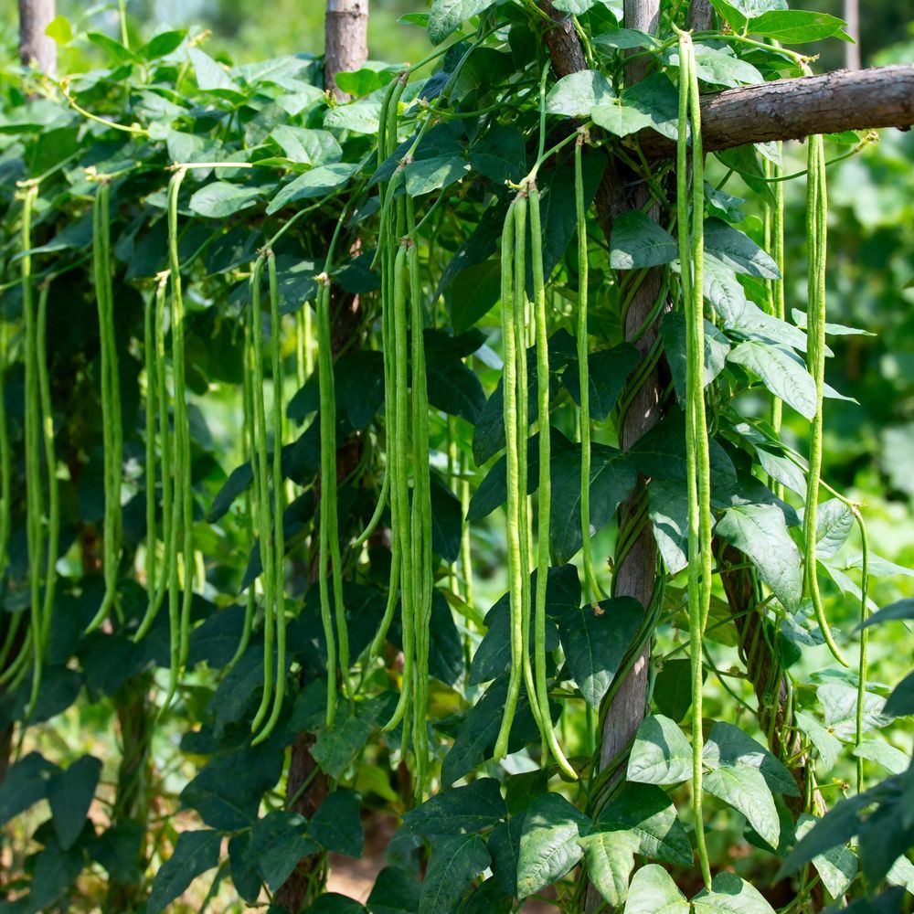 Seed packet for orient wonder yard long bean seeds